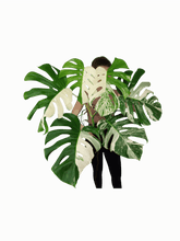Monstera Variegata Adult